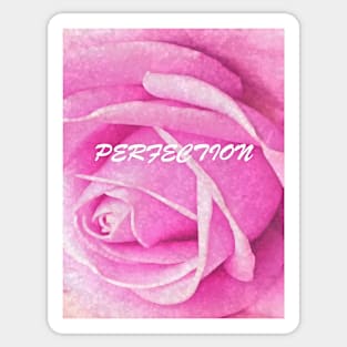 Pink Rose Perfection Sticker